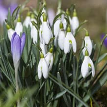 Os nossos temas de primavera