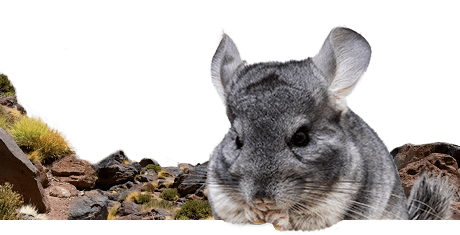 All about chinchillas  Nutrition | Keeping | Biology