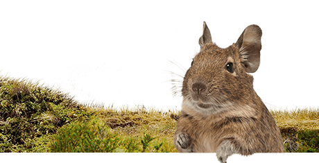 All about degus  Nutrition | Keeping | Biology