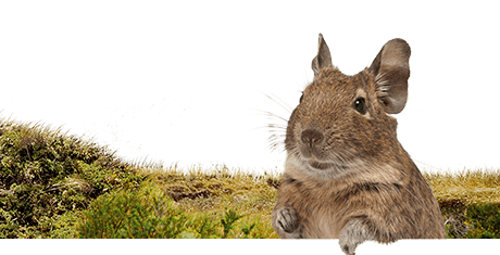 All about degus  Nutrition | Keeping | Biology