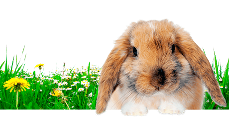 Tutte sui conigli  Nutrizione | Detenzione | Biologia