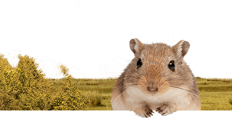 All about gerbils  Nutrition | Keeping | Biology