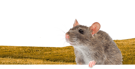 Tutte sui ratti  Nutrizione | Detenzione | Biologia