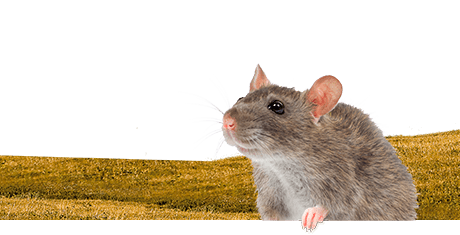 All about rats  Nutrition | Keeping | Biology