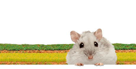 All about dwarf hamsters  Nutrition | Keeping | Biology