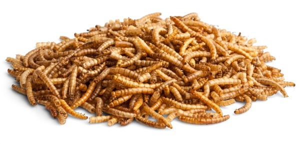 Enjoy Nature - Worm Wondermealworms Abbildung